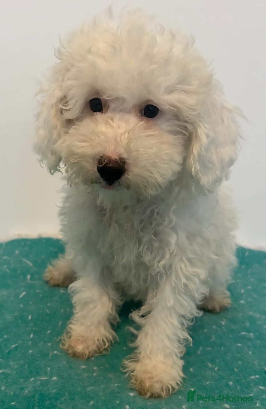 Cavapoo dogs for sale: 🐾 Beautiful F1B Cavapoo Puppies — Ready Now 🐾 - Image 9