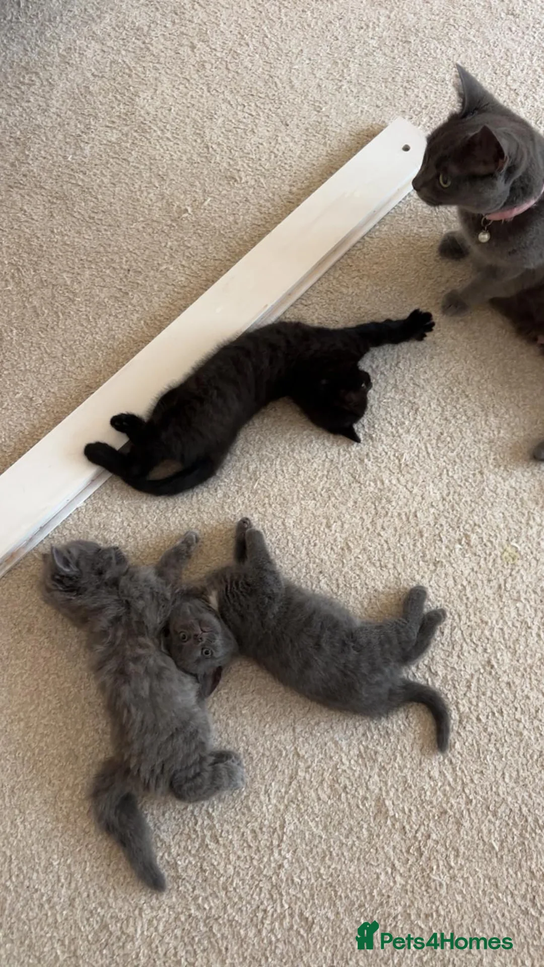 Mixed Breed cats for sale: Gorgeous kittens - Advert 15
