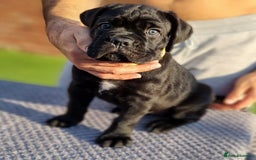 Cane Corso dogs for sale: Champion-Bloodline Cane Corso Puppies  - Image 6