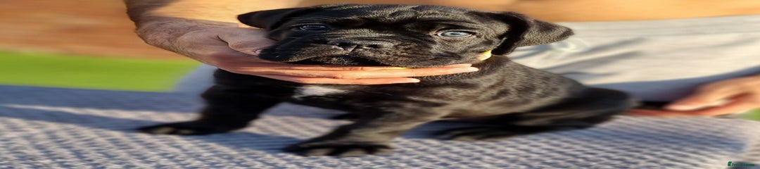 Cane Corso Puppy 5