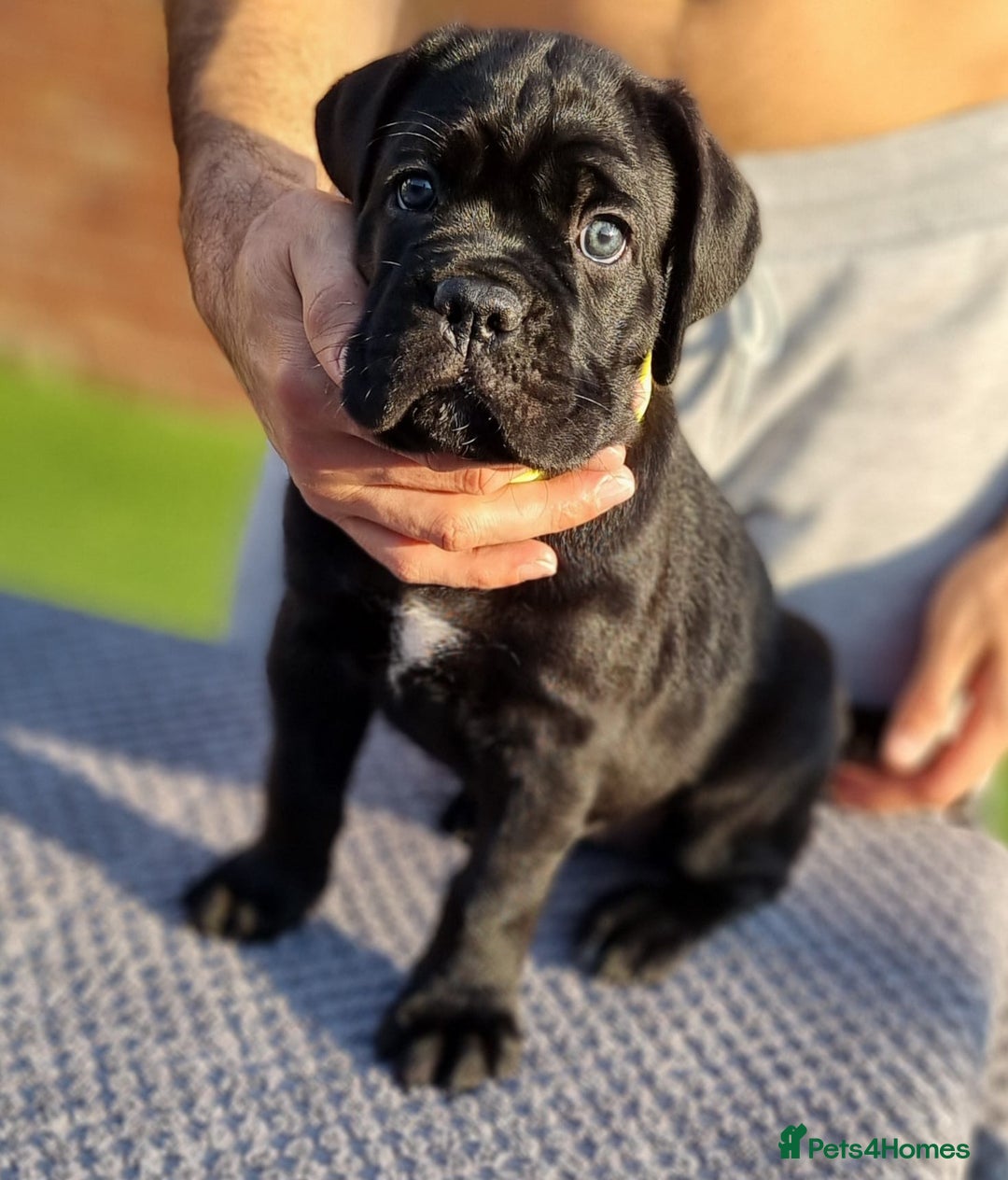 Cane Corso dogs for sale: Champion-Bloodline Cane Corso Puppies  - Image 6