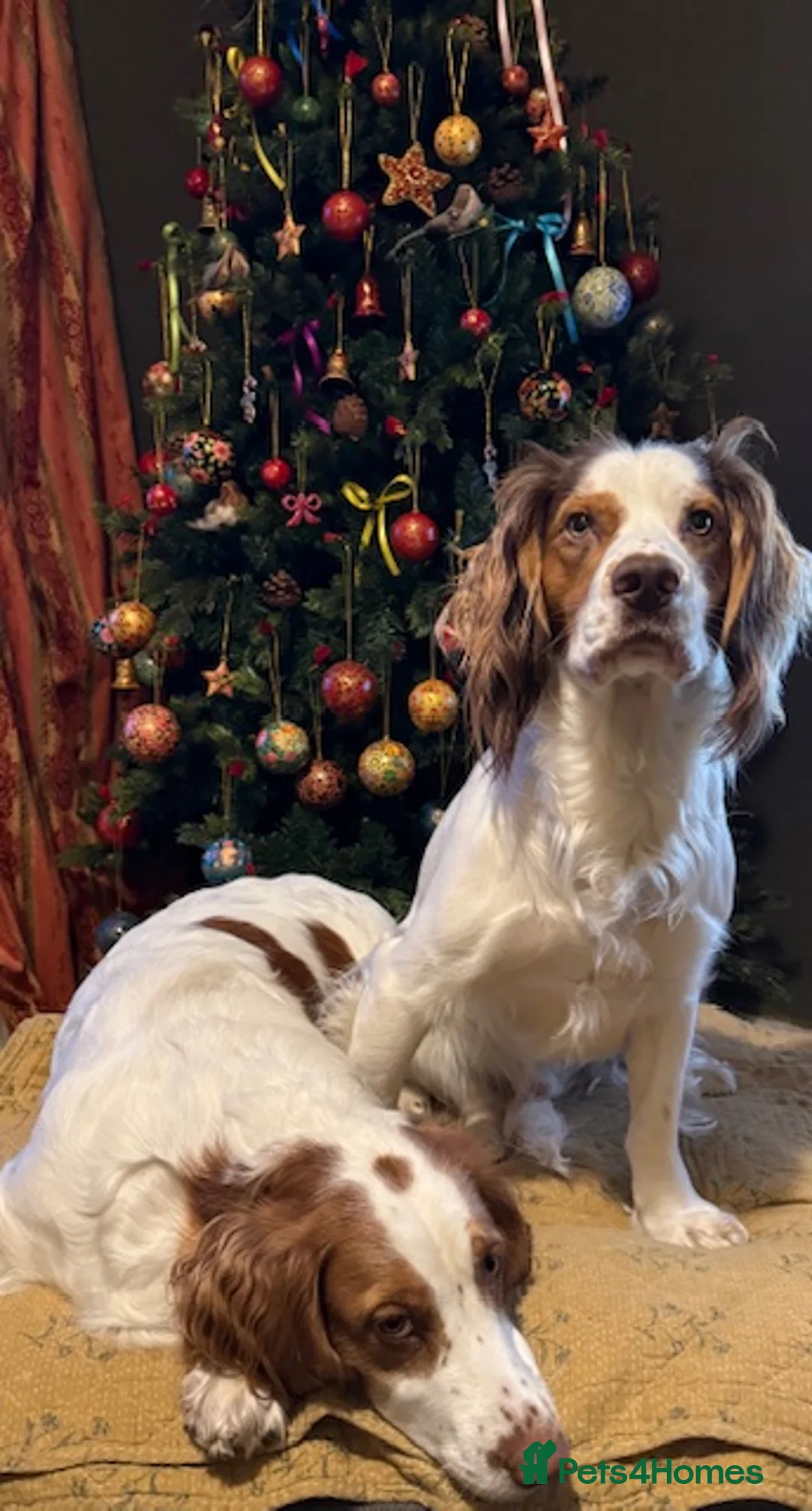 English Springer Spaniel dogs for sale: Springer Spaniel Puppies - Advert 2