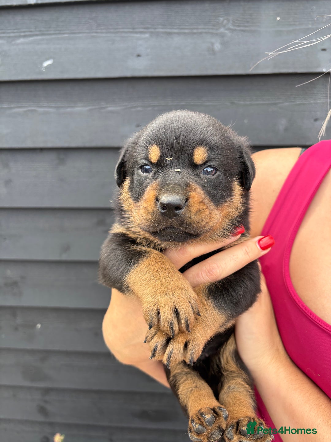 Rottweiler dogs for sale: Rottweiler puppies for sale. - Image 8