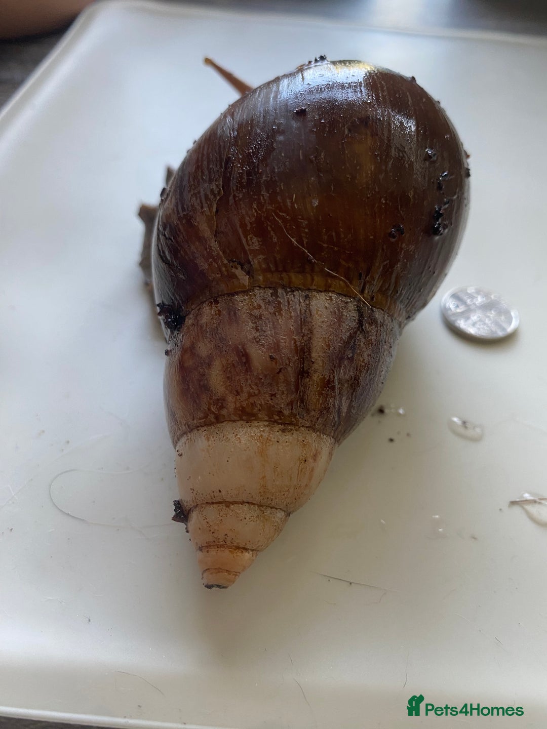 Snails invertebrates for sale: caramel giant african land snails - Image 4