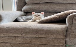 British Shorthair cats for sale: Beautiful silver spotted BSH for sad sale  - Image 3