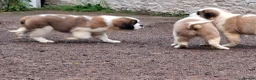 Saint Bernard dogs for sale: REDUCED Show Quality Saint Bernard's  - Advert 4