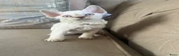 Devon Rex cats for sale: Beautiful GCCF Registered Devon Rex Kittens 🩷 in Leicester - Advert 10
