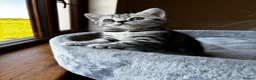 British Shorthair cats for sale: 💙❤️ GORGEOUS PEDIGREE SILVER TABBY BSH ❤️💙 - Advert 12