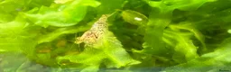 Shrimps fish for sale: Neocardina Wild Shrimp in South Shields - Advert 4
