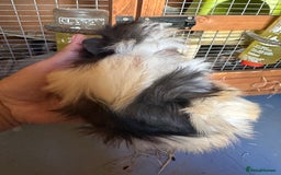 Guinea Pig rodents for sale: 5 Long haired male guinea pigs. - Image 3