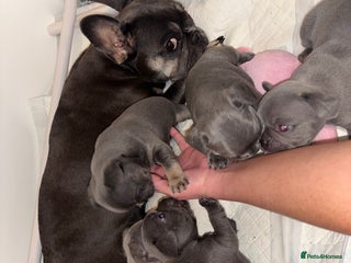 French Bulldog dogs FRENCHBULLDOGS - Advert 3