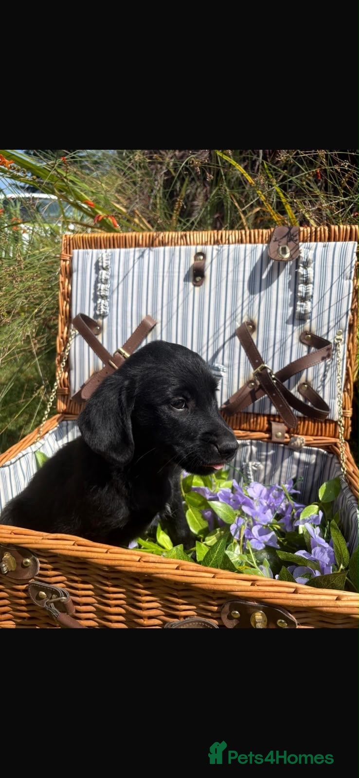 Mixed Breed dogs 10 splendid Coltriver Puppies ready to bring joy - Advert 2