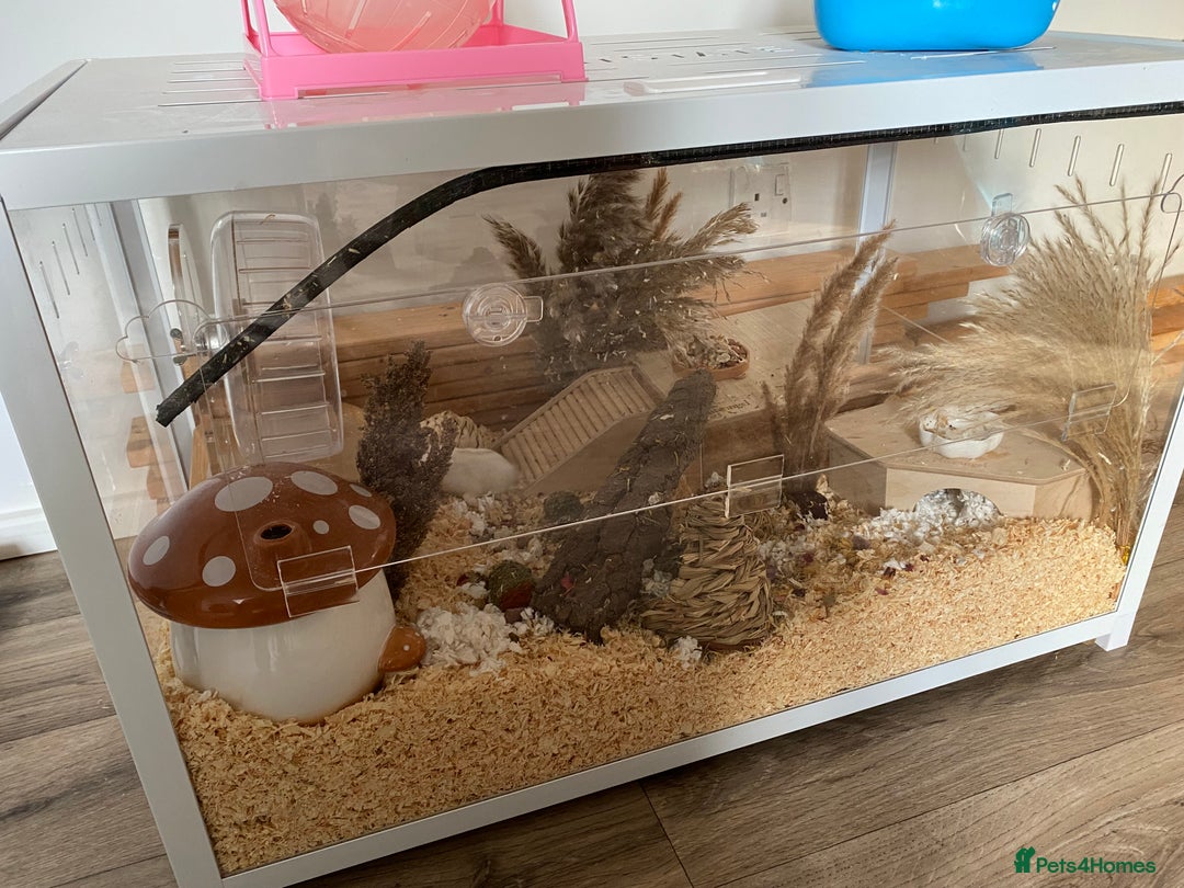 Hamster rodents for sale: Very friendly Russian hamster  - Advert 1