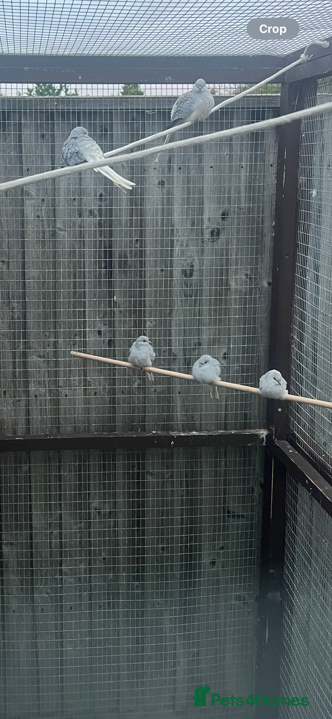 Doves birds for sale: Diamond doves  - Advert 2