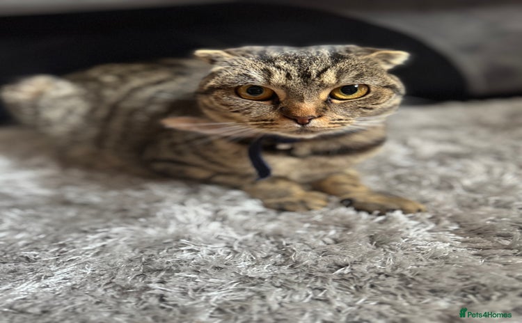 British Shorthair cats British shorthair cat  - Advert 1