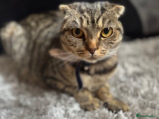 British Shorthair cats British shorthair cat - Advert 1