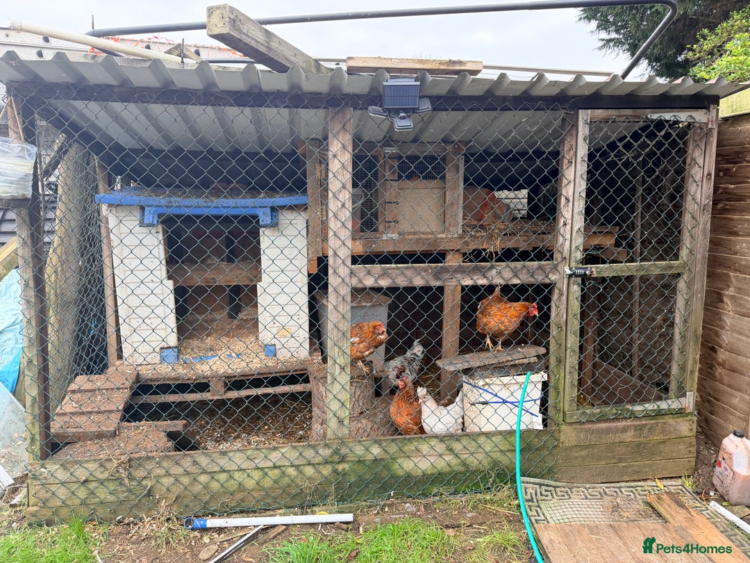 Chickens poultry for sale: 6 chickens and a cockerel  - Advert 1