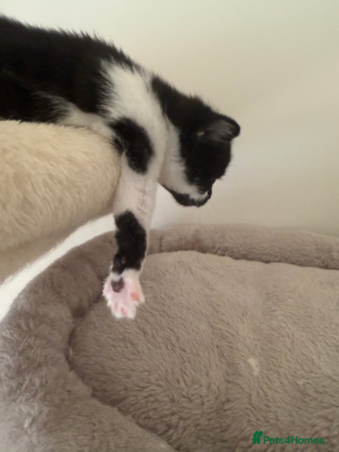 British Shorthair cats for sale: Black magical kittens - Advert 2