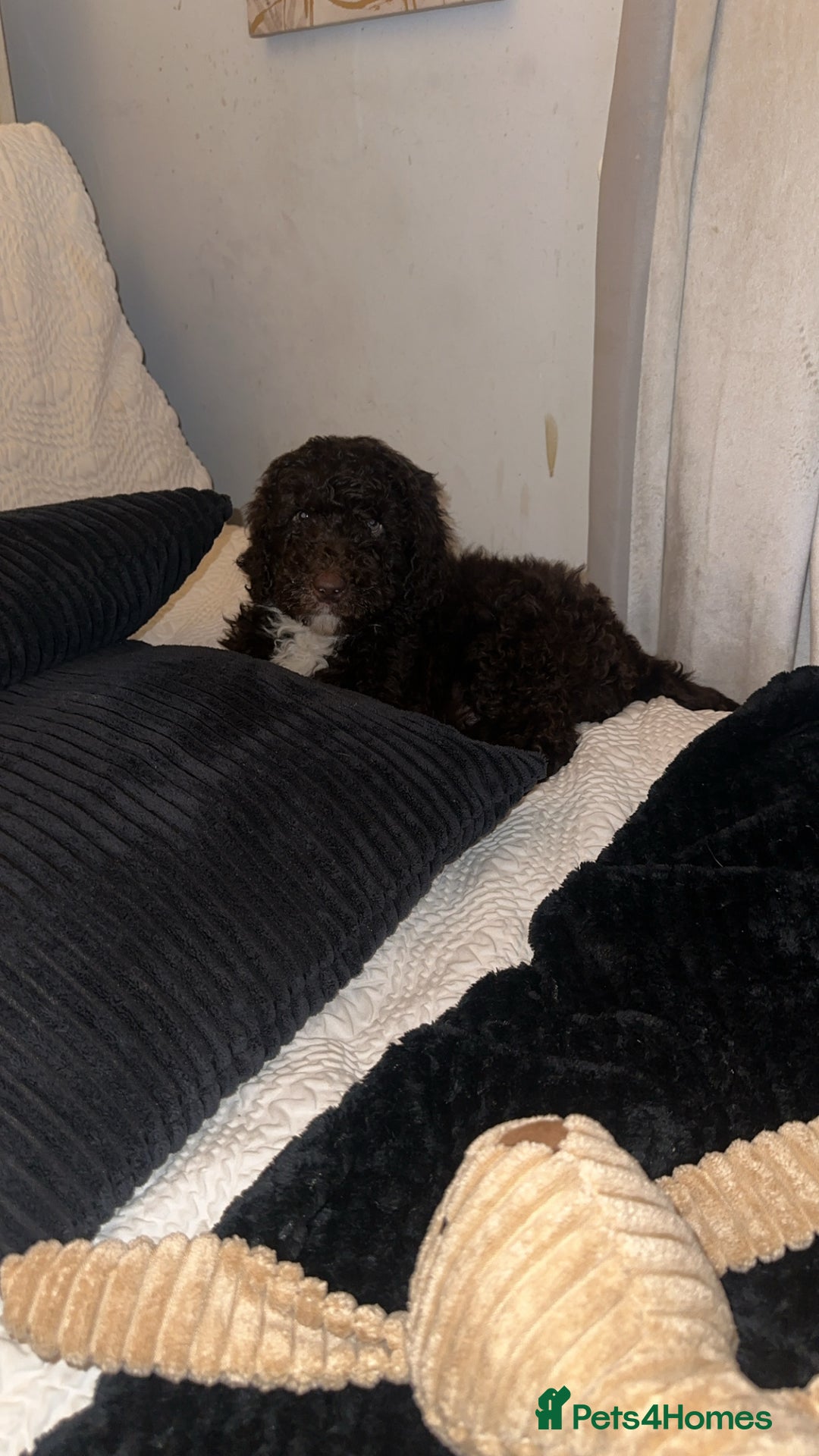 Cockapoo dogs for sale: Cockapoo for sale - Advert 7