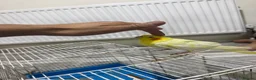 Cockatiels birds for sale: birdd in Leeds - Advert 2