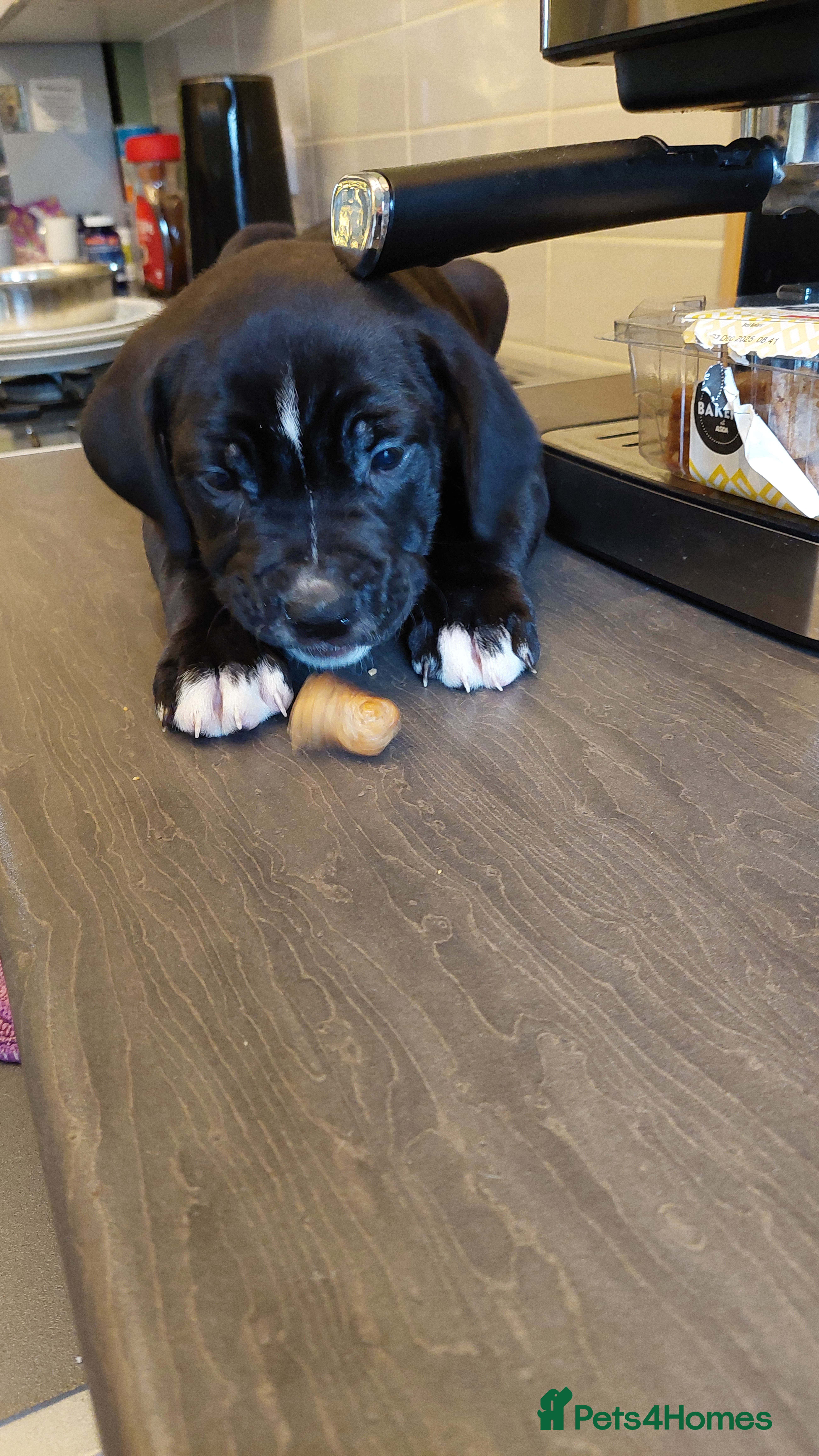 Mixed Breed dogs Cane Corso cross American bulldog puppy's  - Advert 2