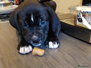 Mixed Breed dogs Cane Corso cross American bulldog puppy's - Advert 6