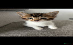 Mixed Breed cats for sale: Tabby and white kittens  - Image 1