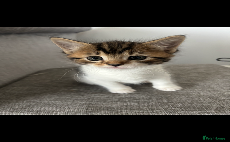 Mixed Breed cats - Advert 14