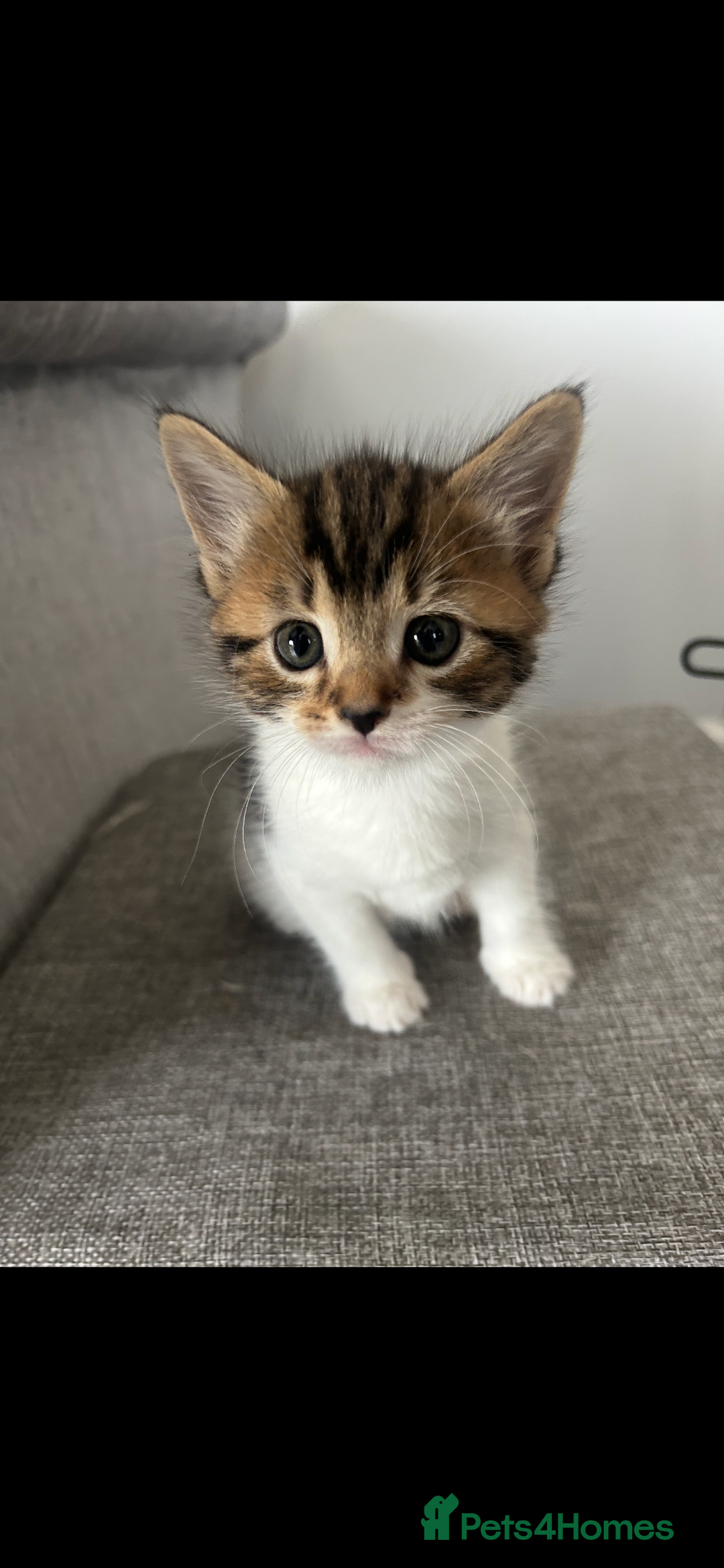 Mixed Breed cats for sale: Tabby and white kittens  - Image 1