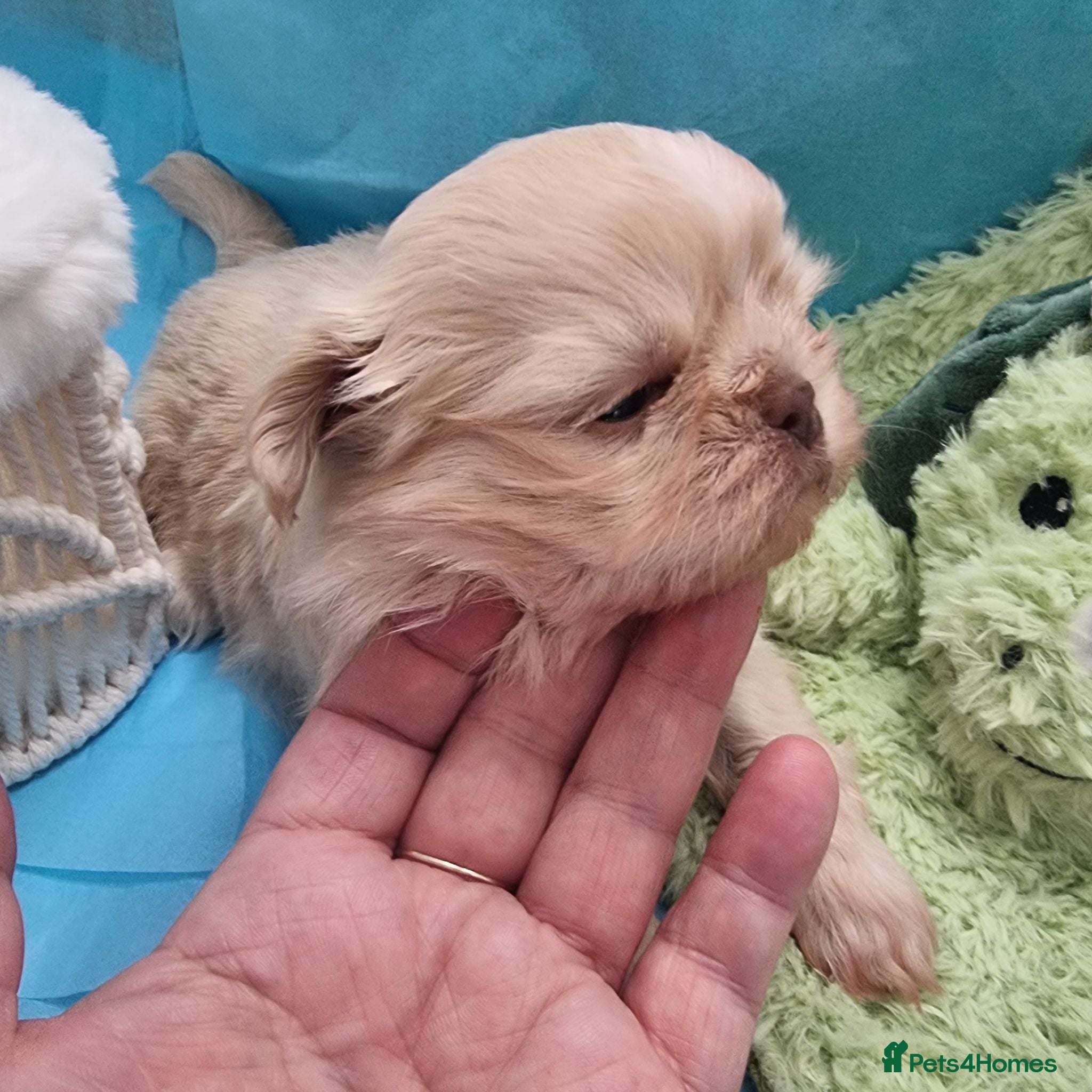 Shih Tzu dogs Kc reg Stunning small baby boys/girl - Advert 1