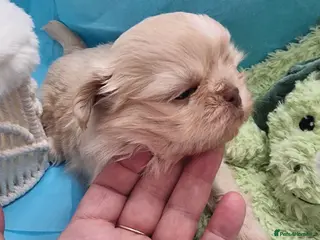 Shih Tzu dogs Kc reg Stunning only tiny cream boy available - Advert 1