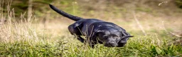 Labrador Retriever dogs for stud: Black Labrador Stud - Carries Yellow - Advert 13