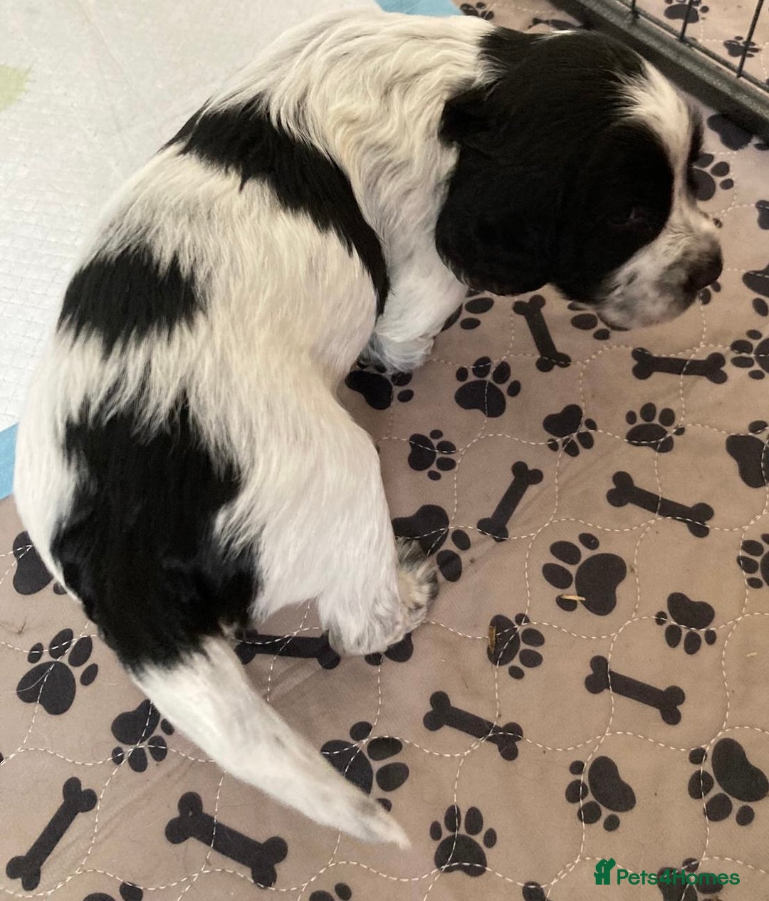 Sprocker dogs for sale: Working Sprocker Pups   - Image 8