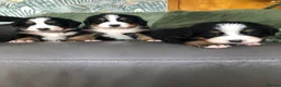 Bernese Mountain Dog dogs for sale: Stunning Bernese mountain puppies - Advert 1