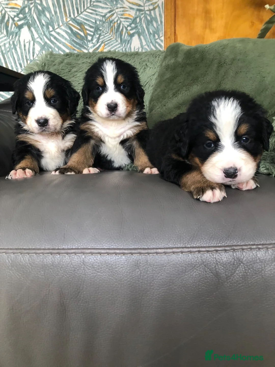 Bernese Mountain Dog dogs for sale: Stunning Bernese mountain puppies - Advert 1
