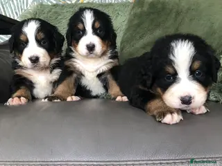 Bernese Mountain Dog dogs Stunning Bernese mountain puppies - Advert 1