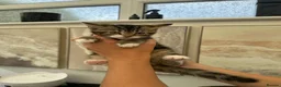 Mixed Breed cats for sale: Beautiful tabby kittens for sale - Advert 33