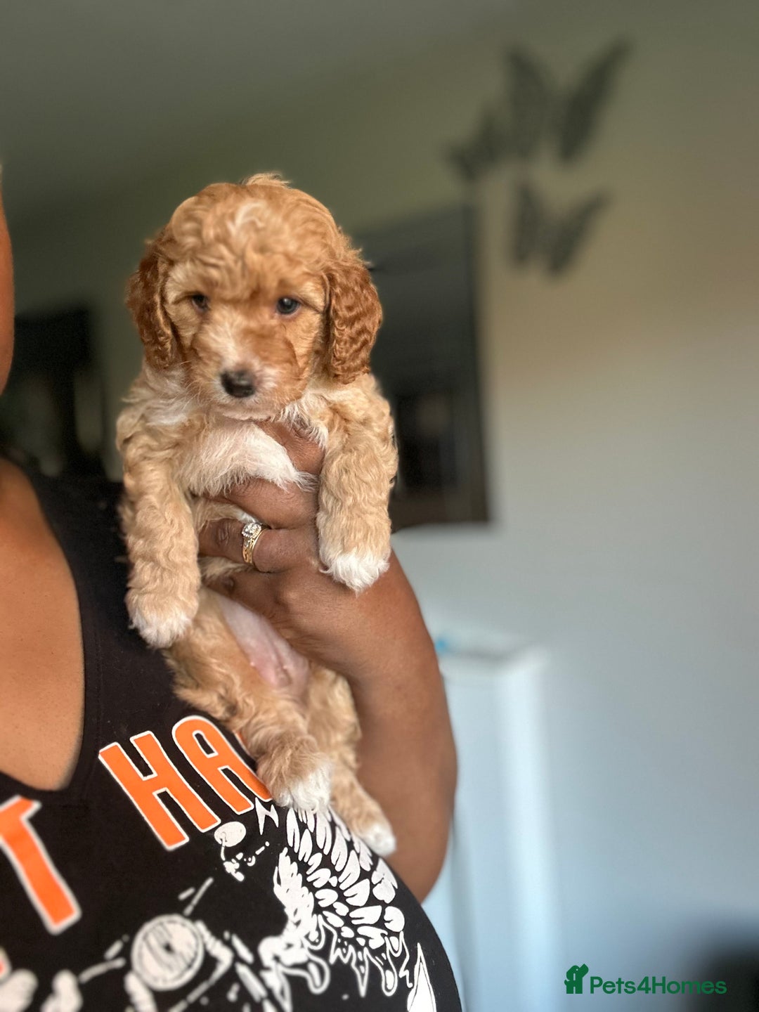 Cockapoo dogs for sale: Gorgeous F2 Cockapoo Puppies in Nottingham - Advert 5