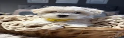 Maltese dogs for stud: 🐬 Beautiful Korean Maltese Stud 🐬 - Advert 3