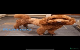 Mini Goldendoodle dogs for sale: F1 Goldendoodle puppies  - Image 28
