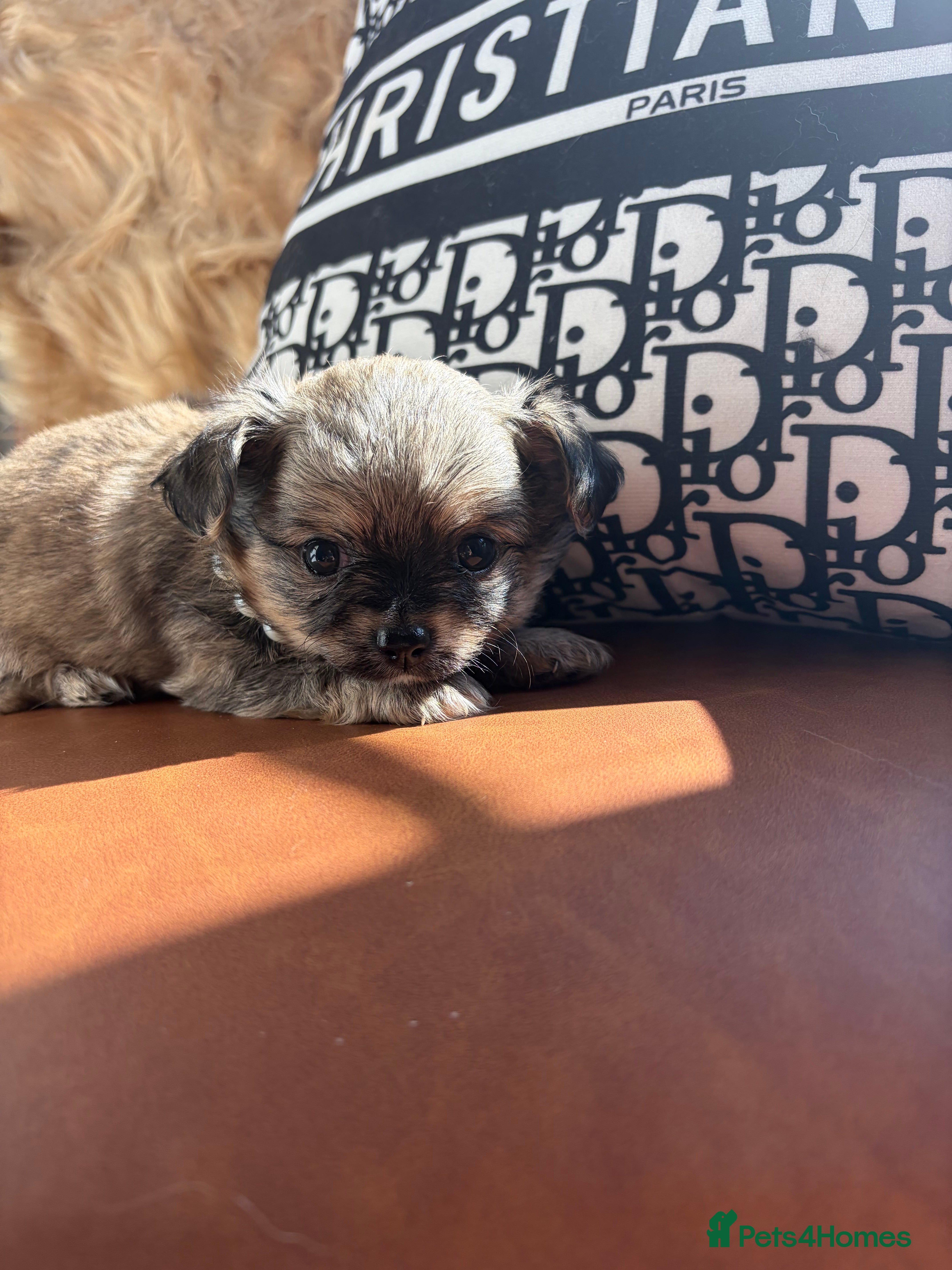 Chihuahua dogs  🐾 One little precious boy remaining 🐾  - Advert 9