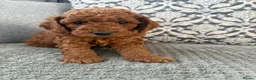 Cockapoo dogs for sale: Stunning Red & Apricot Cockapoo  (F1b) DNA Tested in Redditch - Advert 15