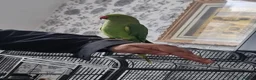 Parrots birds for sale: Beautiful ringneck talking parrot  - Advert 2