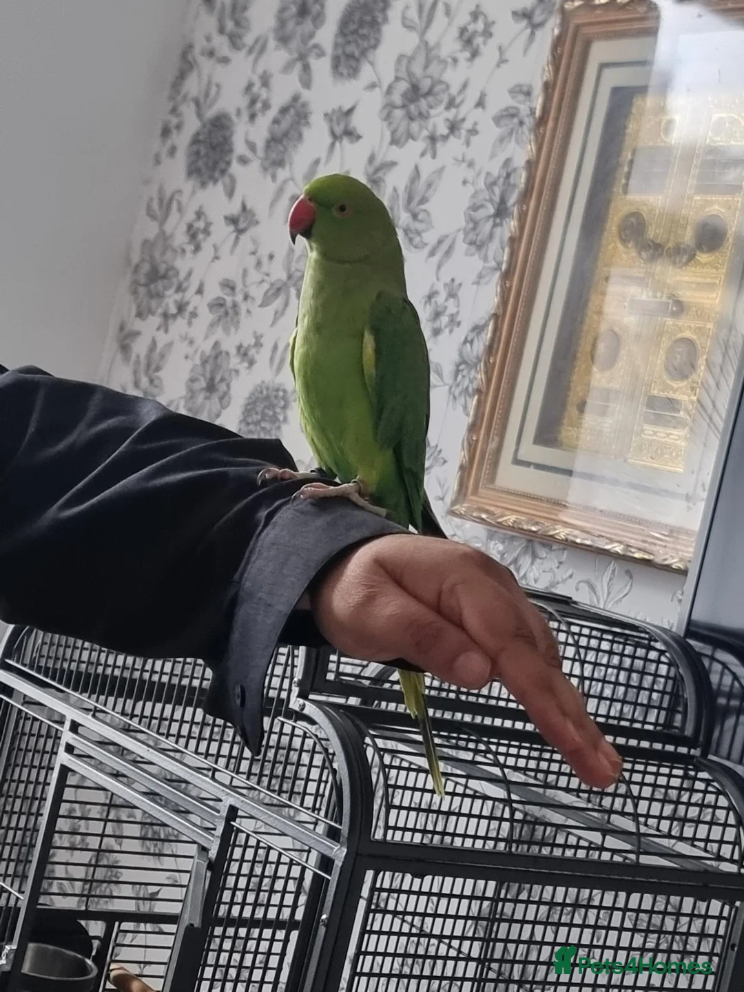 Parrots birds for sale: Beautiful ringneck talking parrot  - Advert 2