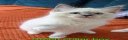 Ragdoll cats for sale: TICA registered Ragdoll kittens  in Bracknell - Advert 16