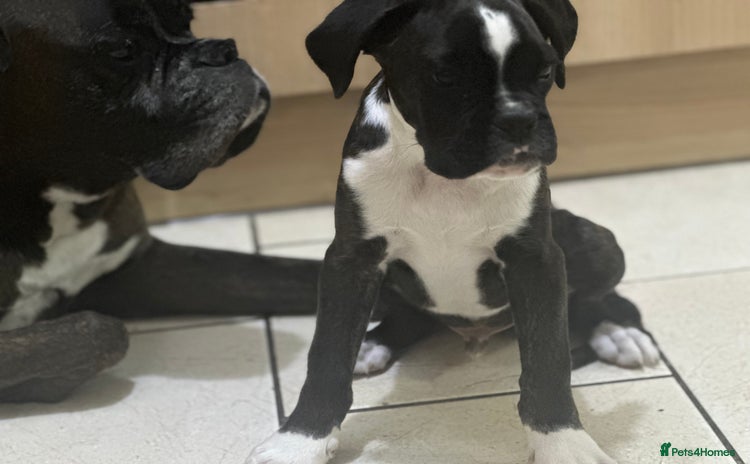 Boxer dogs - Advert 4