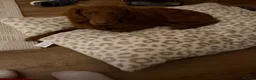 Cavapoo dogs for sale: Cavapoo female dog  - Advert 10