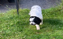 Sproodle dogs for sale: Beautiful Female Sproodle  - Image 1