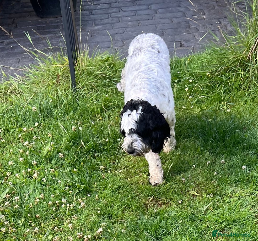 Sproodle dogs for sale: Beautiful Female Sproodle  - Image 1