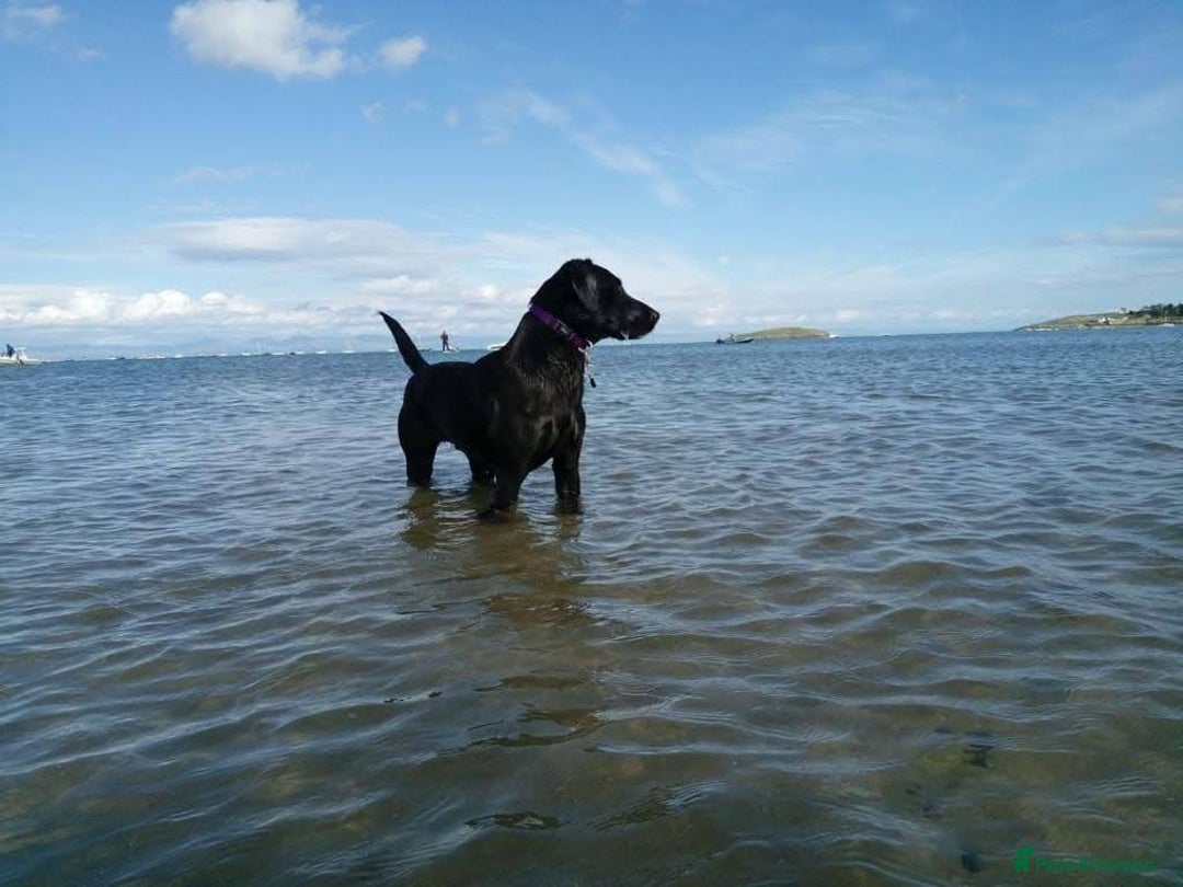 Labrador Retriever dogs for sale: Equal parts adventure and sofa buddies (Labradors) - Image 21